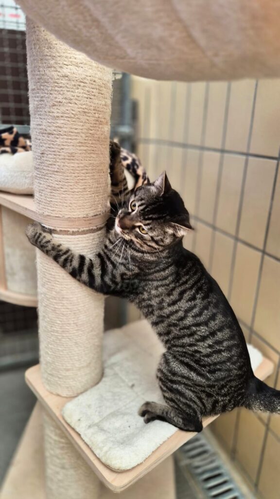 Merlin 5 Tierheim Hattersheim - PHOTO 2026 02 27 15 51 11 7