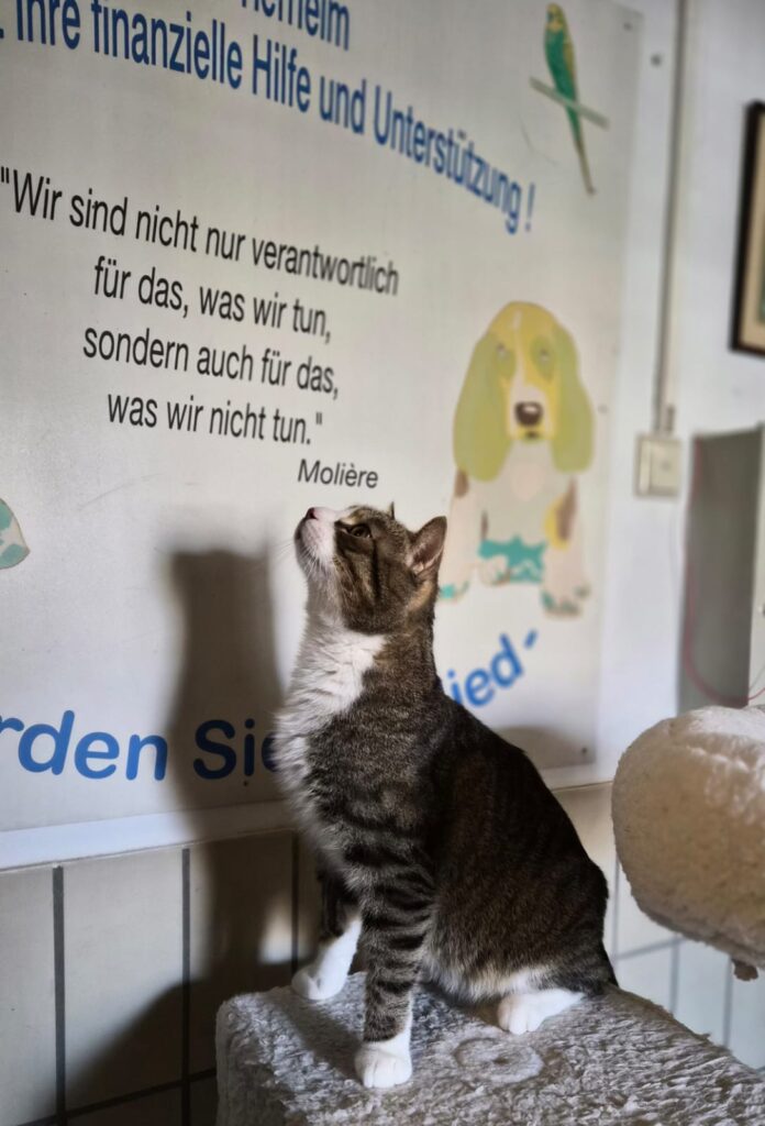 Henry 3 Tierheim Hattersheim - PHOTO 2026 02 27 15 51 35 1