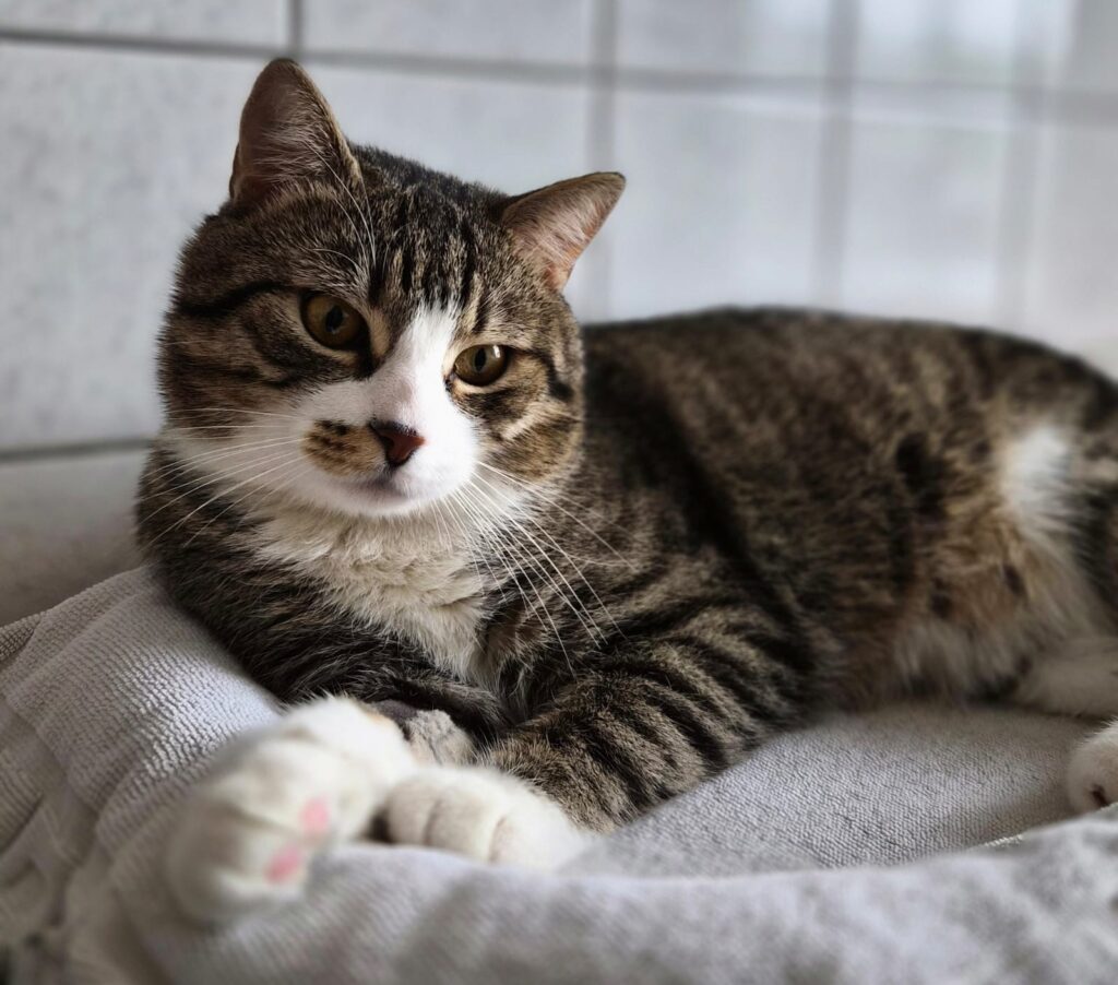 Henry 2 Tierheim Hattersheim - PHOTO 2026 02 27 15 51 35