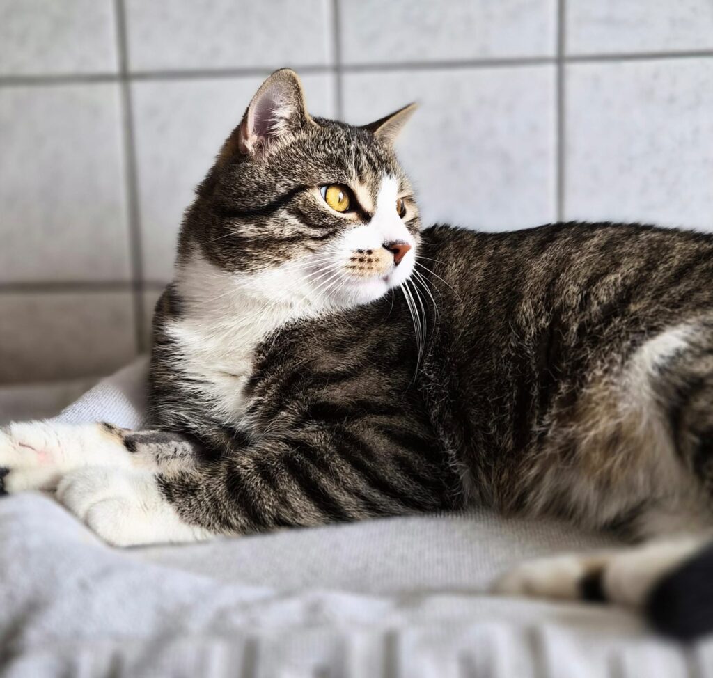 Henry 6 Tierheim Hattersheim - PHOTO 2026 02 27 15 51 35 2