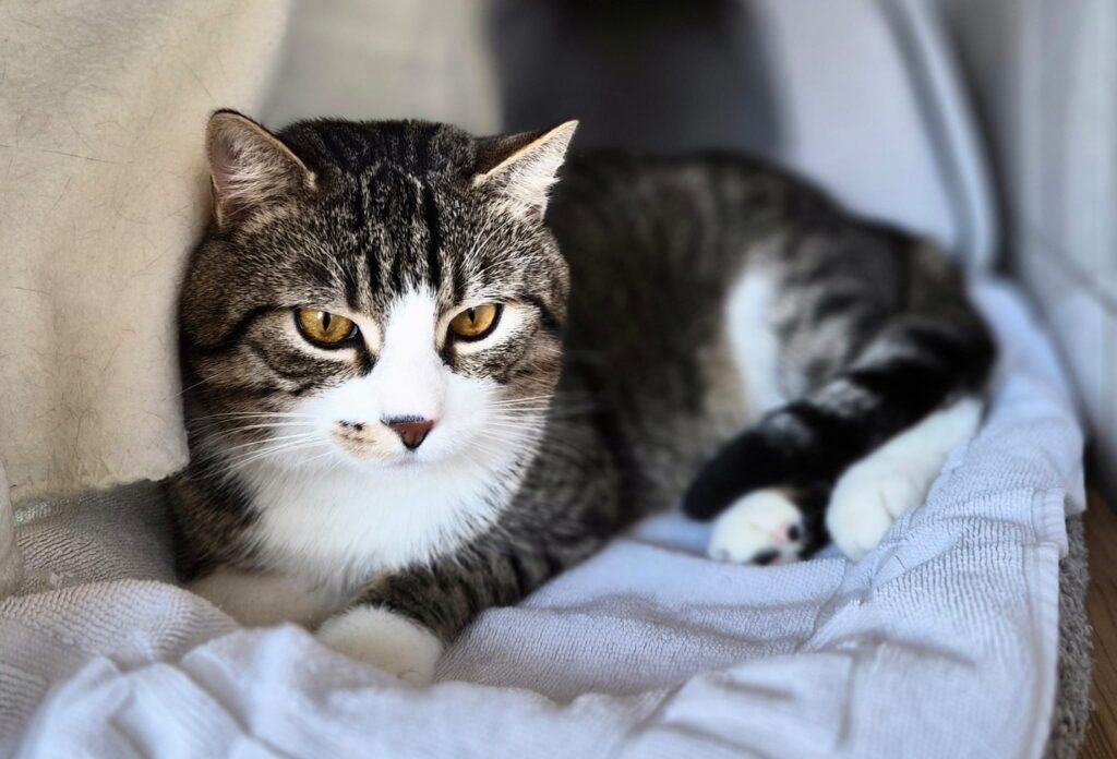 Henry 1 Tierheim Hattersheim - PHOTO 2026 02 27 15 51 35 3