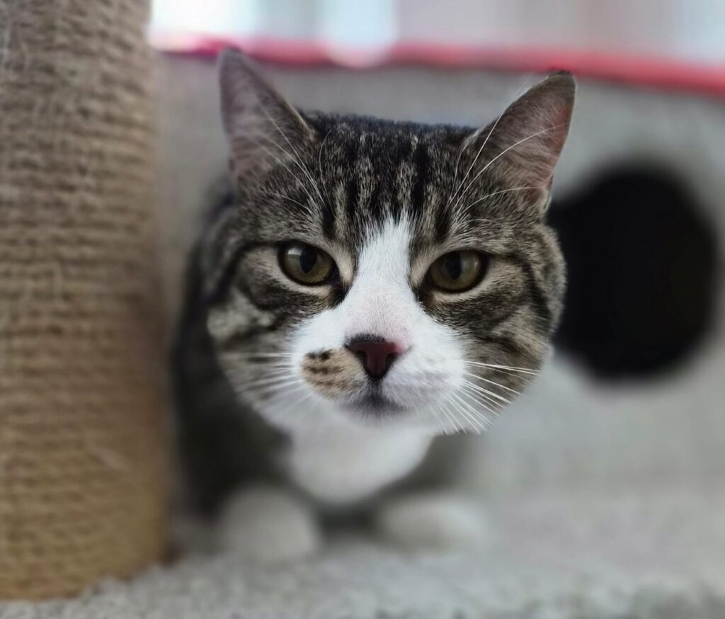 Henry 7 Tierheim Hattersheim - PHOTO 2026 02 27 15 51 35 6