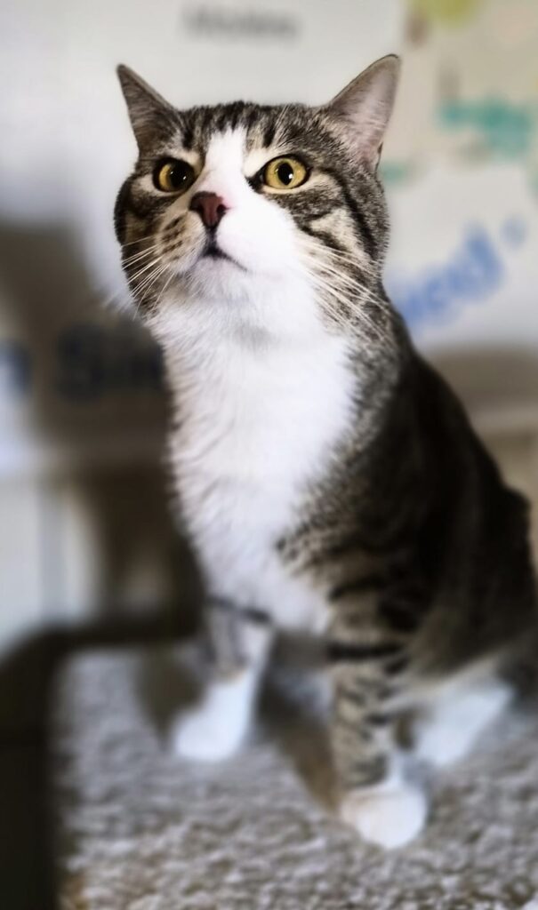 Henry 4 Tierheim Hattersheim - PHOTO 2026 02 27 15 51 35 7