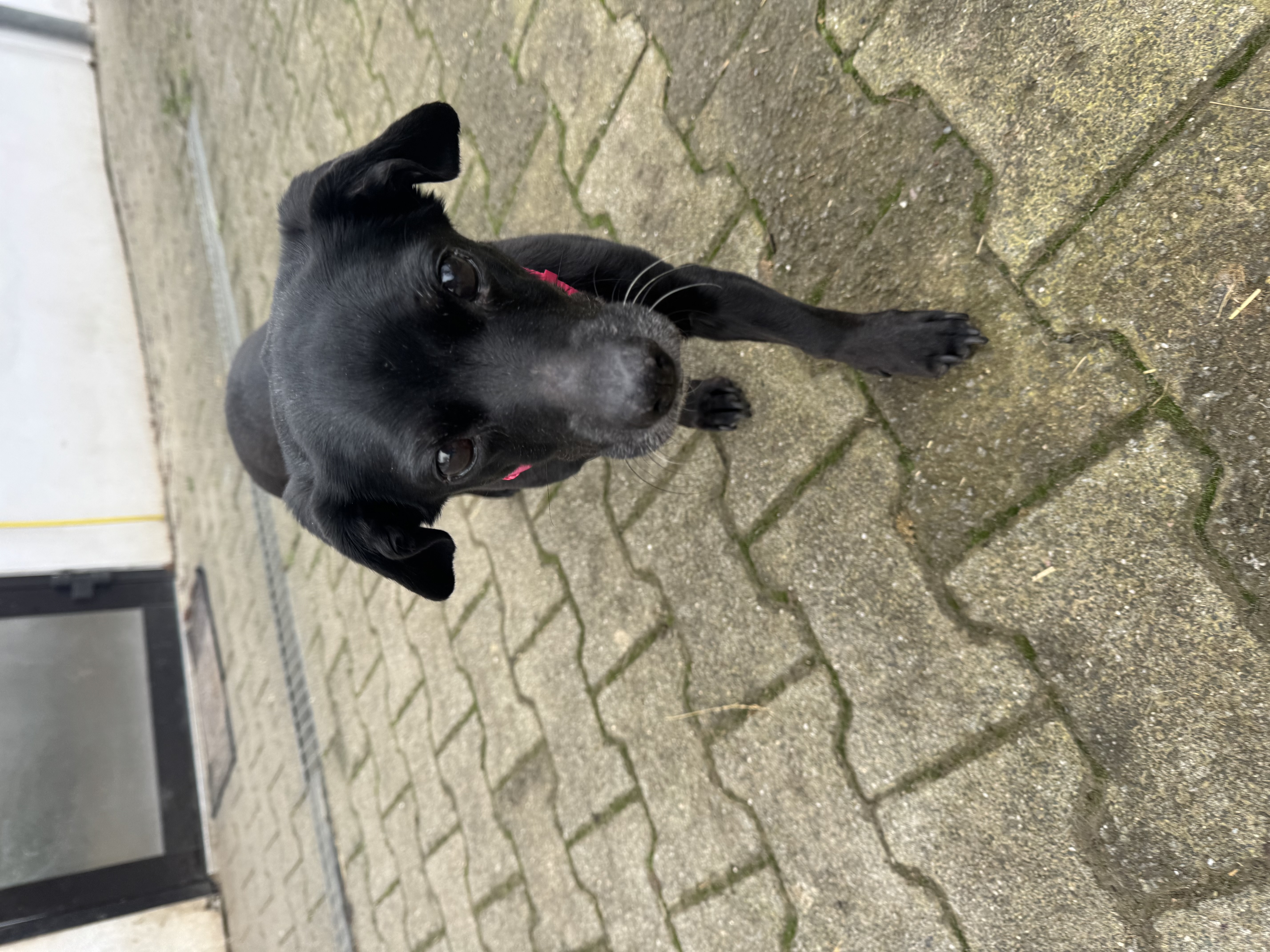 Tierheim Hattersheim - IMG 5524