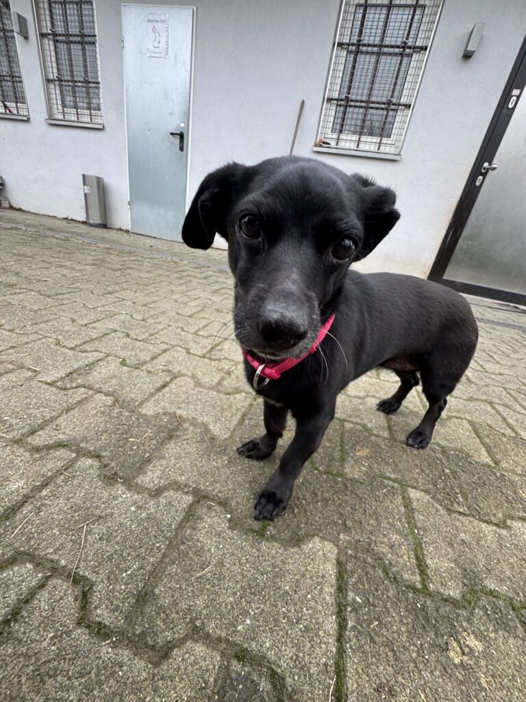 Tierheim Hattersheim - IMG 5528