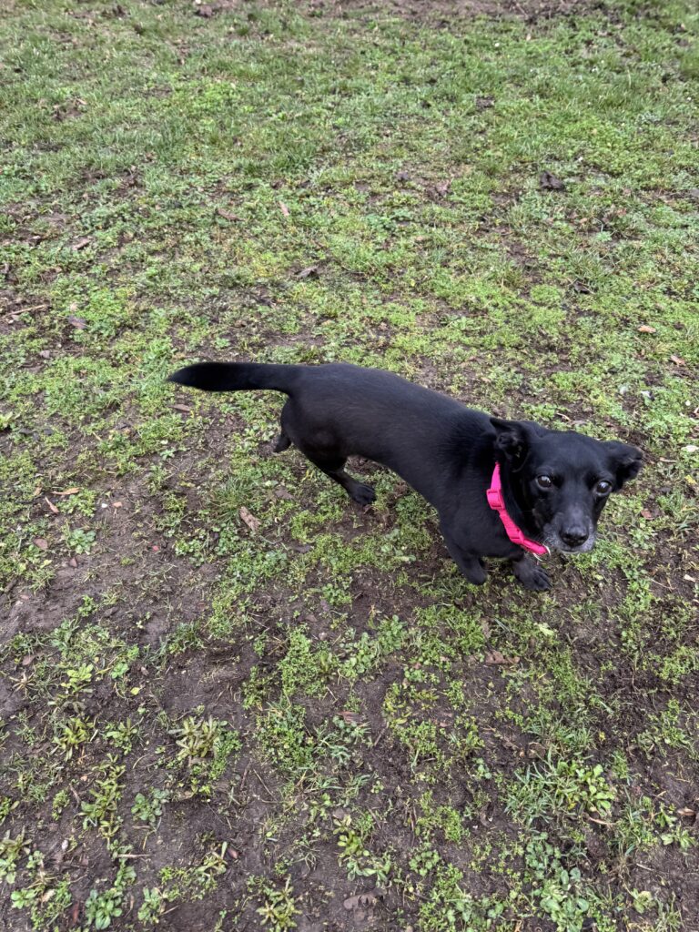 Tierheim Hattersheim - IMG 5534