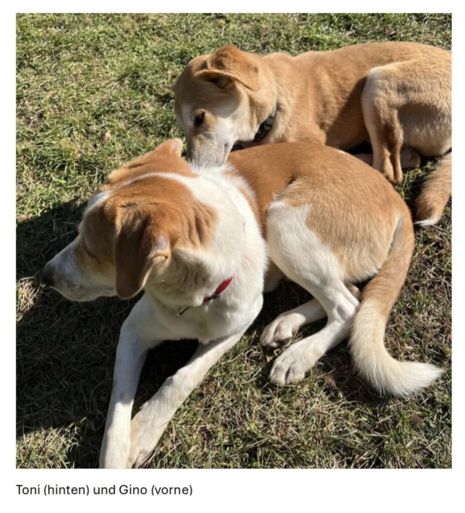 Tierheim Hattersheim - IMG 8306 1