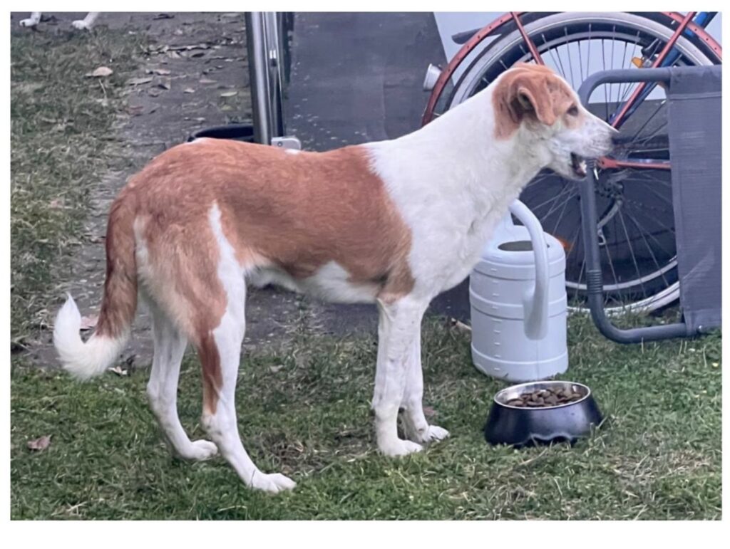 Tierheim Hattersheim - IMG 8307