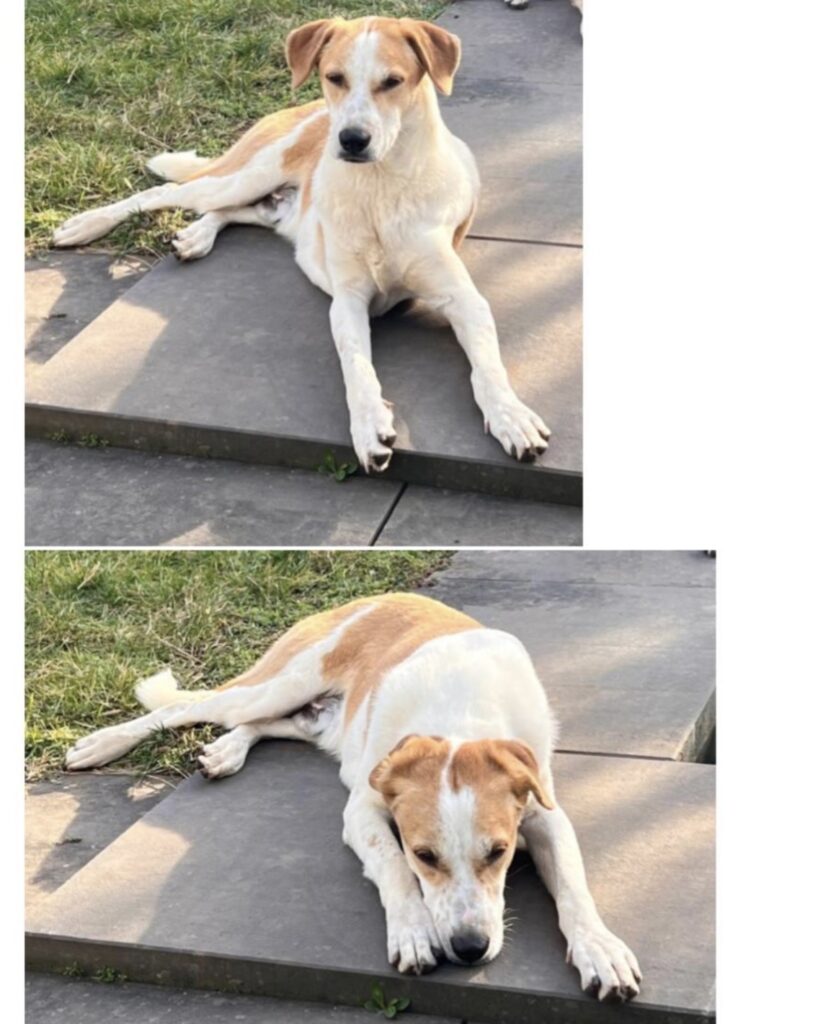 Tierheim Hattersheim - IMG 8308