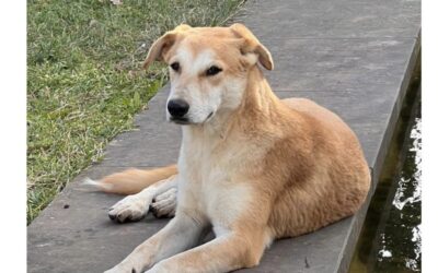 Toni/nicht im Tierheim