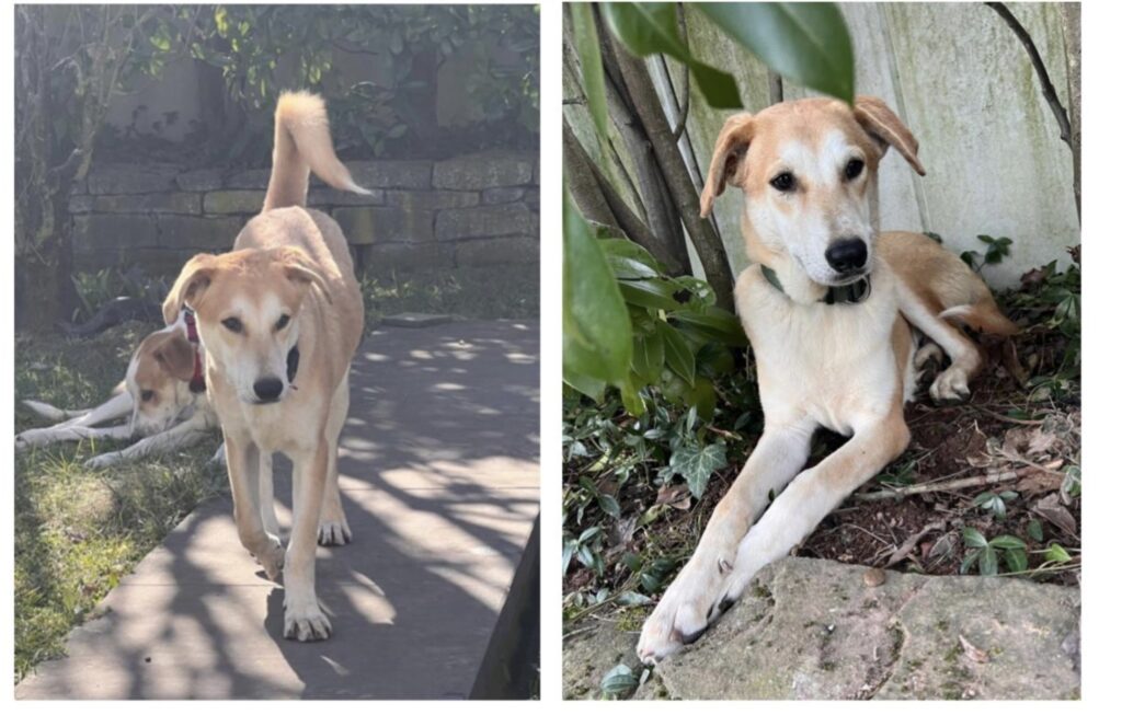 Tierheim Hattersheim - IMG 8312