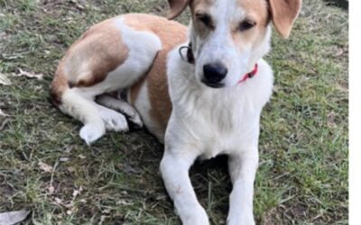 Gino/nicht im Tierheim