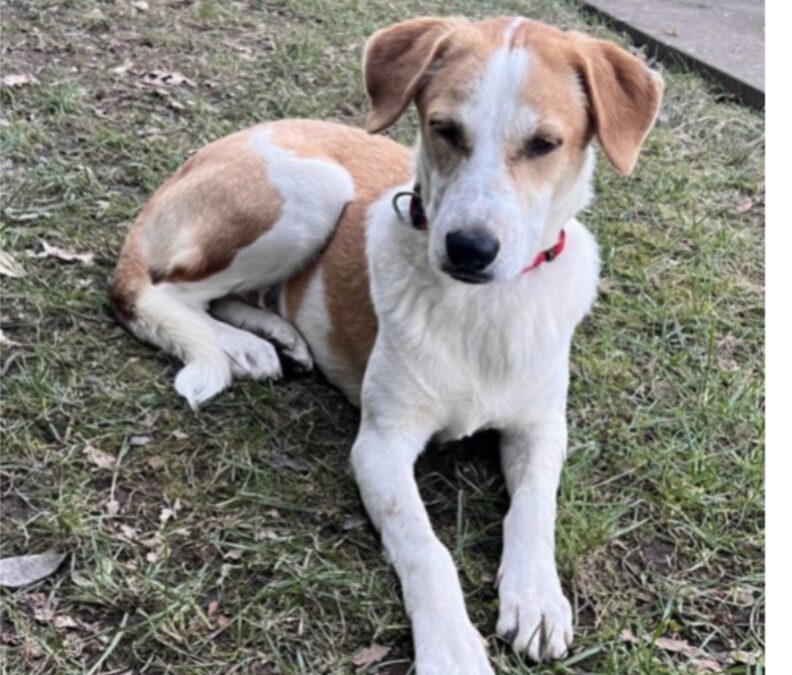 Gino/nicht im Tierheim