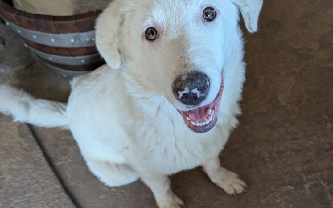 Yumi/ nicht im Tierheim