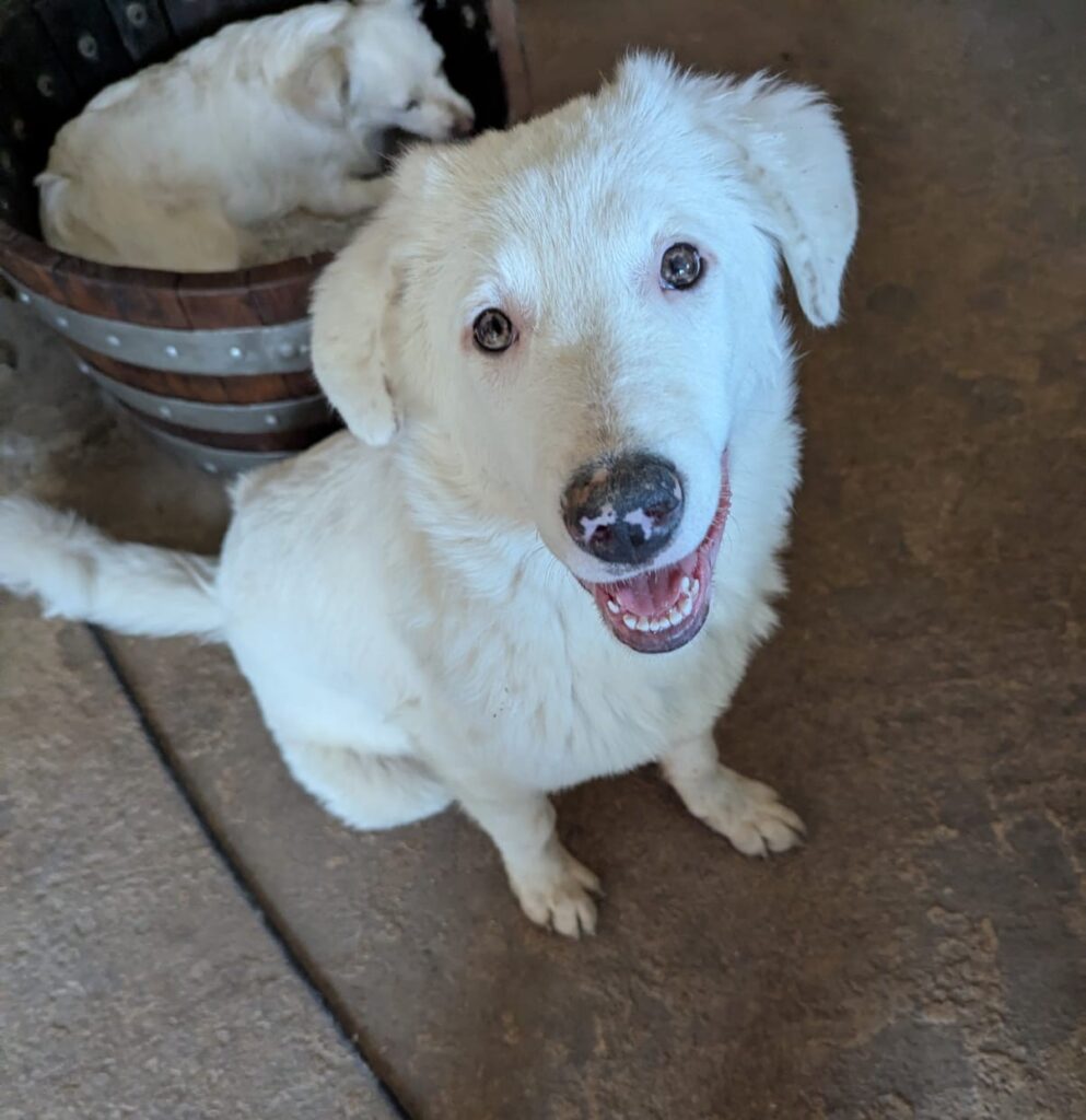 Yumi/ nicht im Tierheim 2 Tierheim Hattersheim - IMG 8349