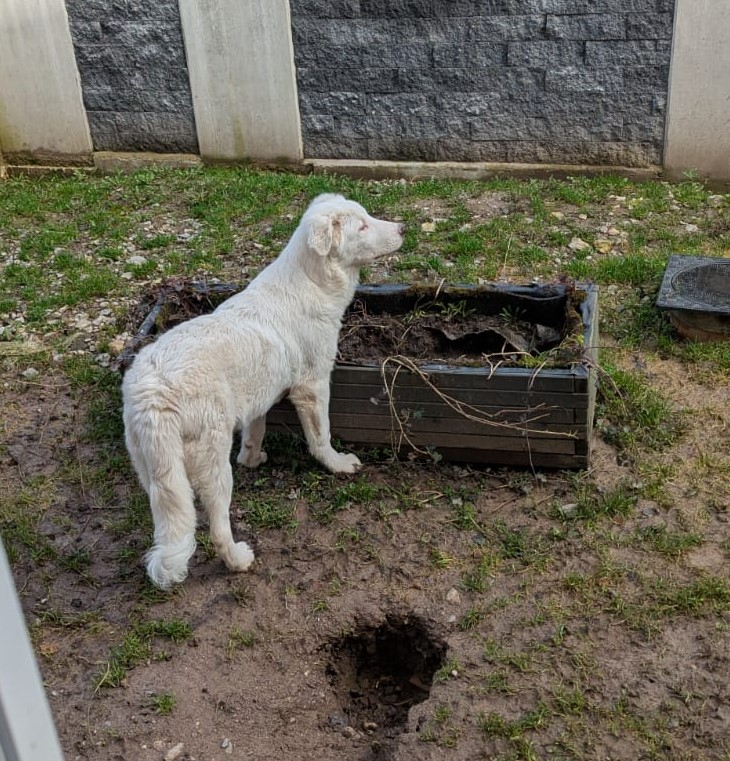 Yumi/ nicht im Tierheim 5 Tierheim Hattersheim - IMG 8350