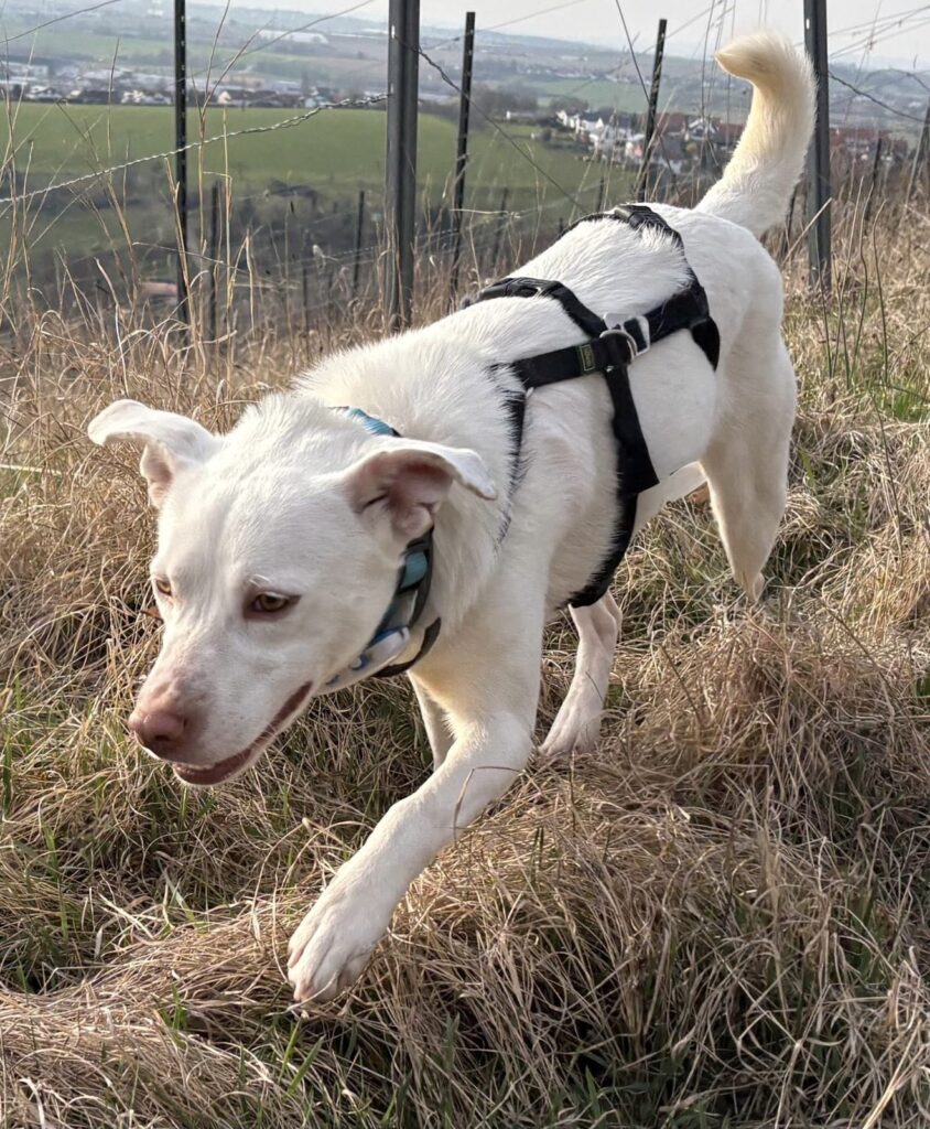 Chionati/ nicht im Tierheim 1 Tierheim Hattersheim - IMG 8351