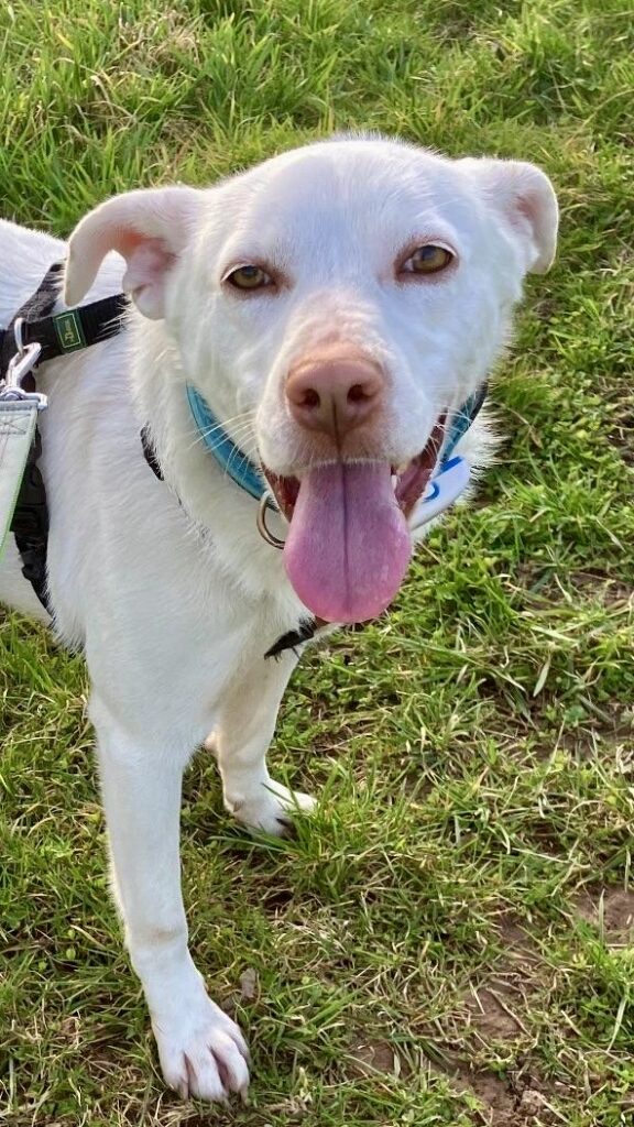 Chionati/ nicht im Tierheim 2 Tierheim Hattersheim - IMG 8354