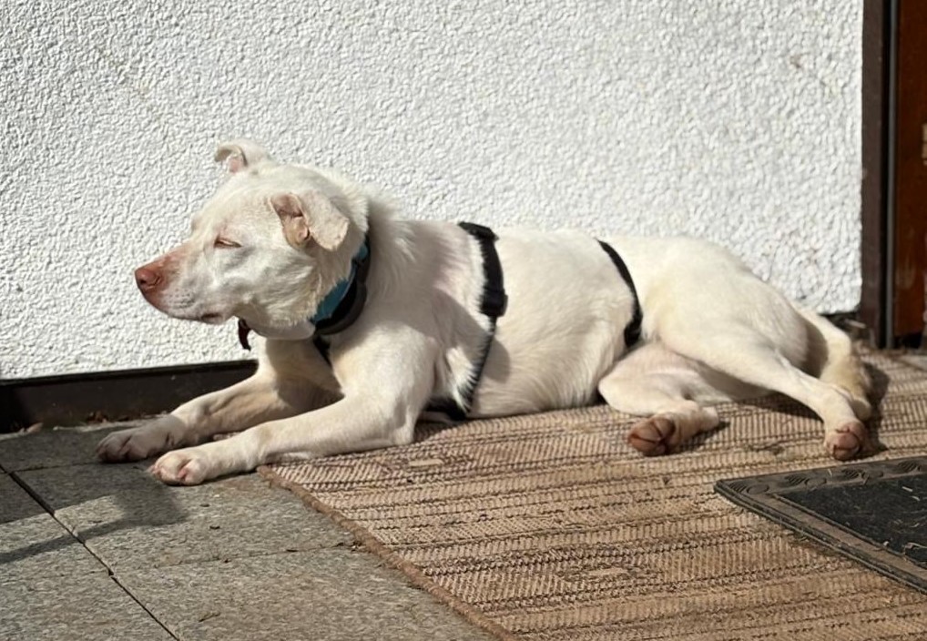 Chionati/ nicht im Tierheim 4 Tierheim Hattersheim - IMG 8355