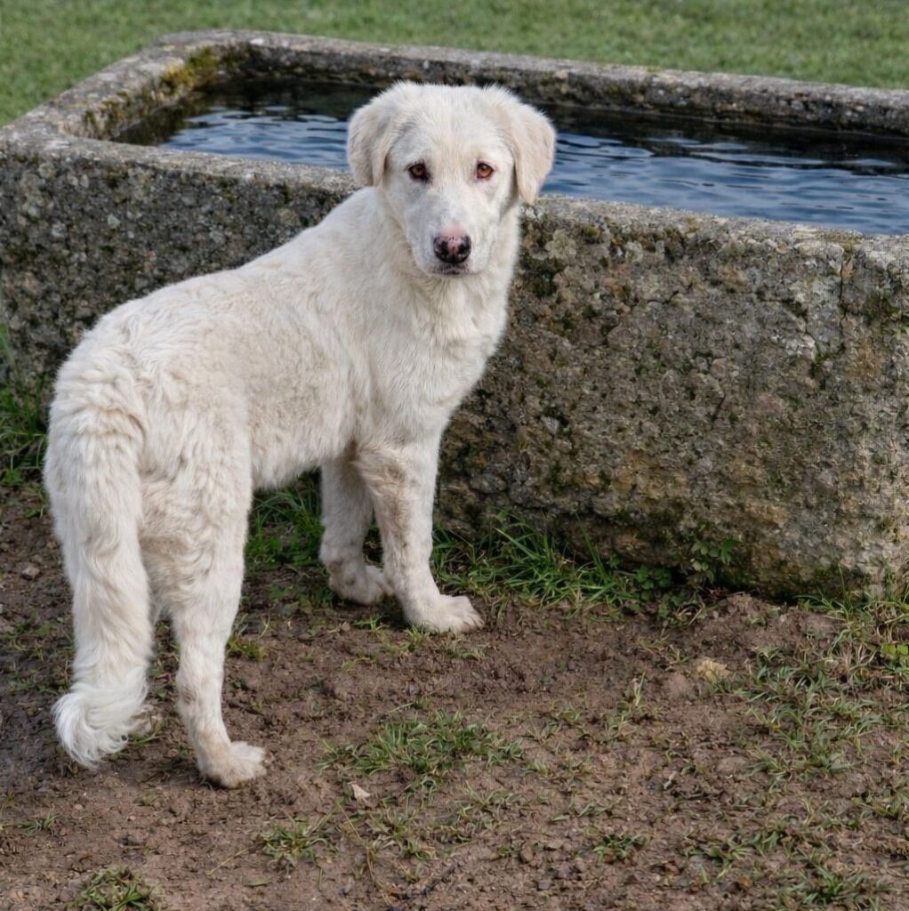 Yumi/ nicht im Tierheim 3 Tierheim Hattersheim - IMG 8356