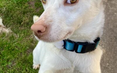 Chionati/ nicht im Tierheim