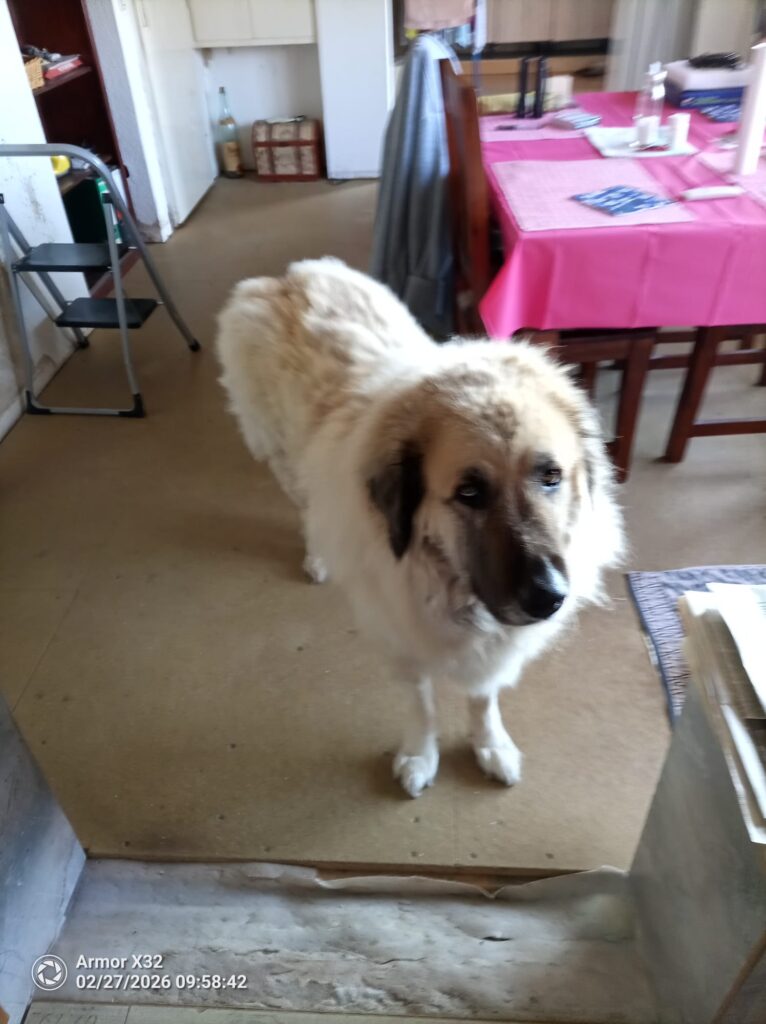 Tierheim Hattersheim - PHOTO 2026 02 28 21 09 33