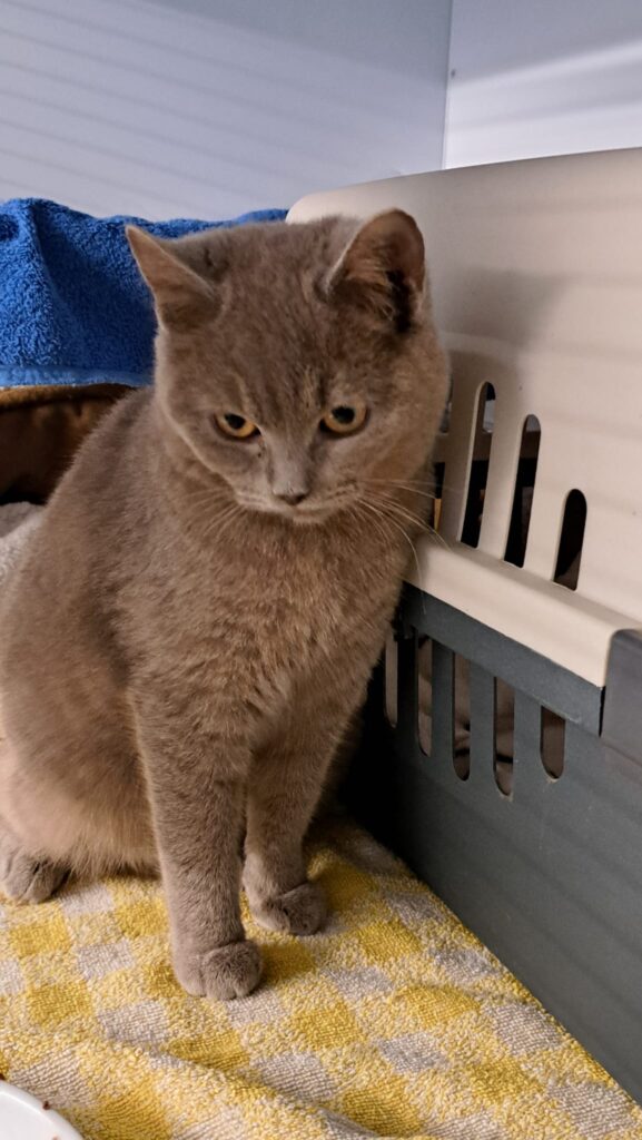 Tierheim Hattersheim - PHOTO 2026 03 02 22 11 16