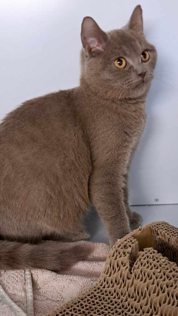 Tierheim Hattersheim - PHOTO 2026 03 02 22 11 19