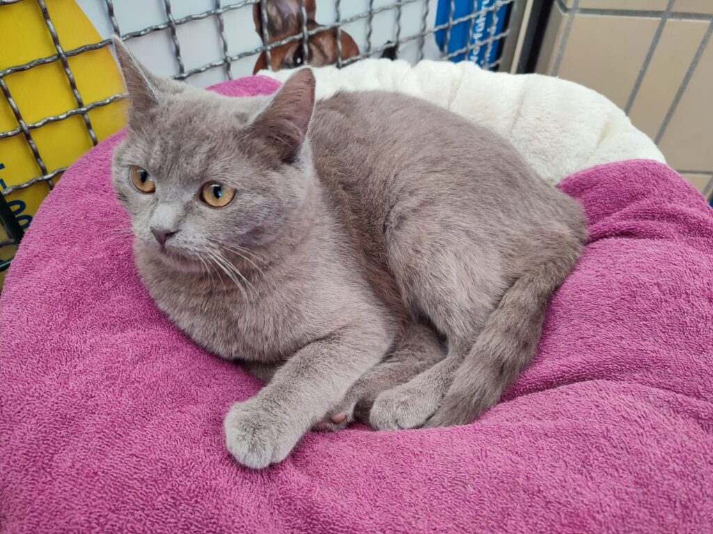 Tierheim Hattersheim - PHOTO 2026 03 03 15 12 04 2