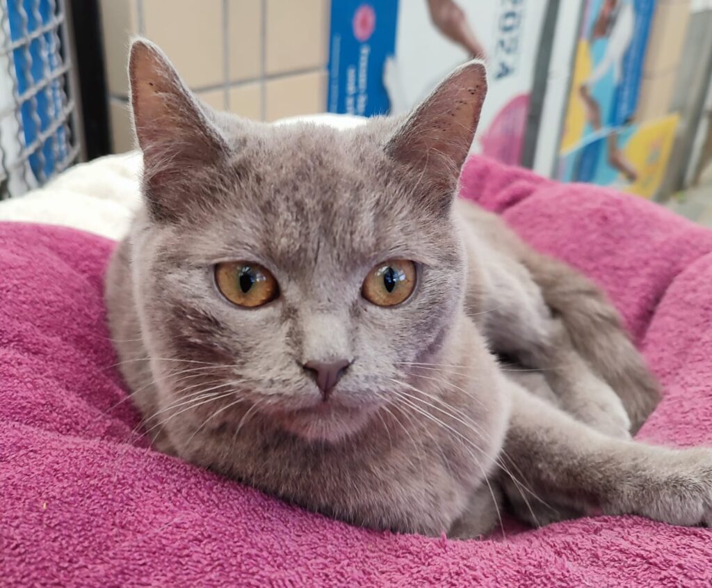 Tierheim Hattersheim - PHOTO 2026 03 03 15 12 04 3