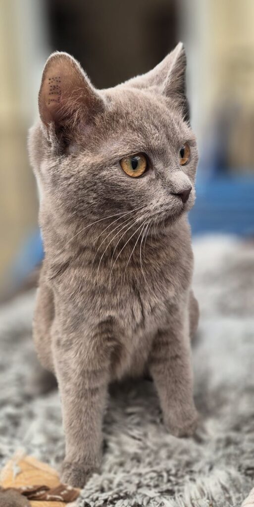 Tierheim Hattersheim - PHOTO 2026 03 05 11 31 42 2