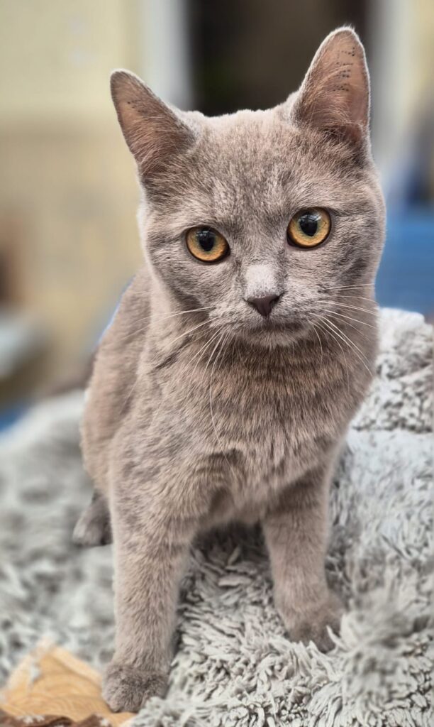 Tierheim Hattersheim - PHOTO 2026 03 05 11 31 42 3