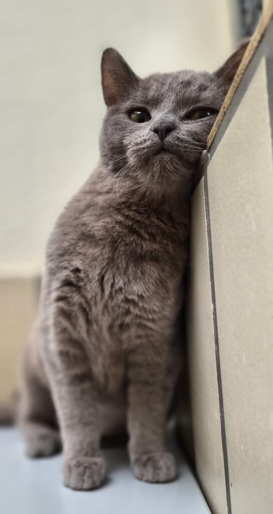 Tierheim Hattersheim - PHOTO 2026 03 05 11 31 57 2