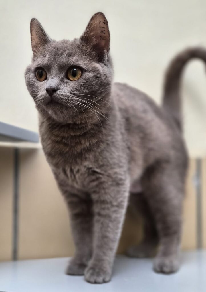 Tierheim Hattersheim - PHOTO 2026 03 05 11 31 57 4