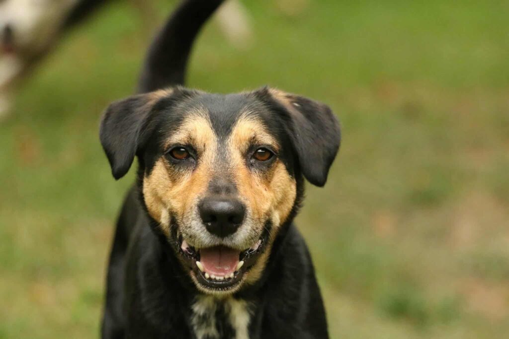 Oscar 3 Tierheim Hattersheim - PHOTO 2026 03 14 12 28 40