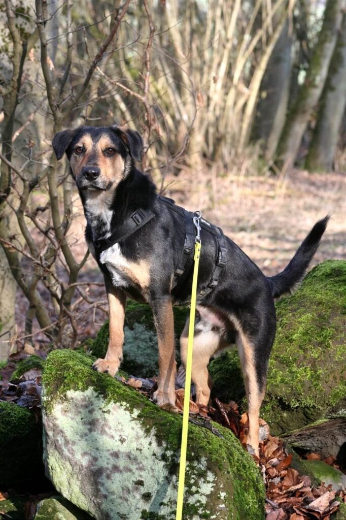 Oscar 1 Tierheim Hattersheim - PHOTO 2026 03 14 12 28 40 3