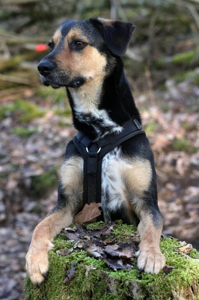 Oscar 5 Tierheim Hattersheim - PHOTO 2026 03 14 12 28 40 4