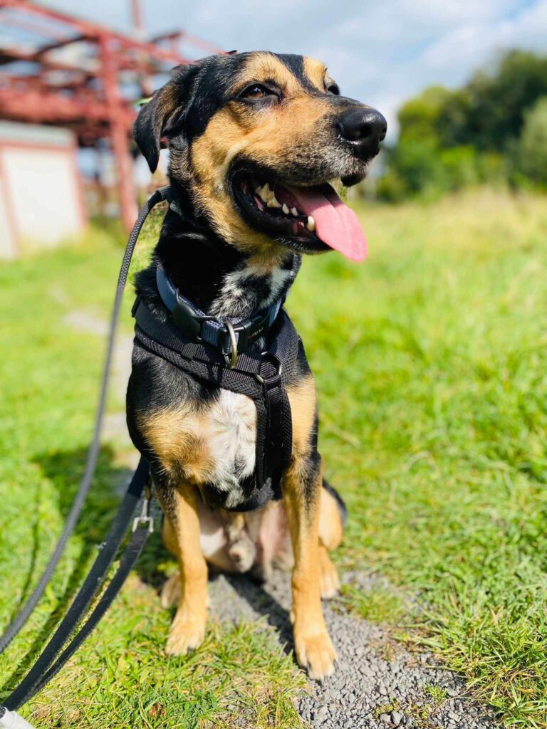 Oscar 4 Tierheim Hattersheim - PHOTO 2026 03 14 12 28 40 5