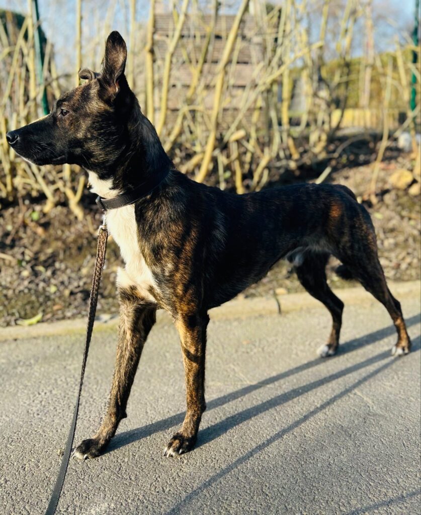 Cooper 4 Tierheim Hattersheim - PHOTO 2026 03 14 12 33 15 3