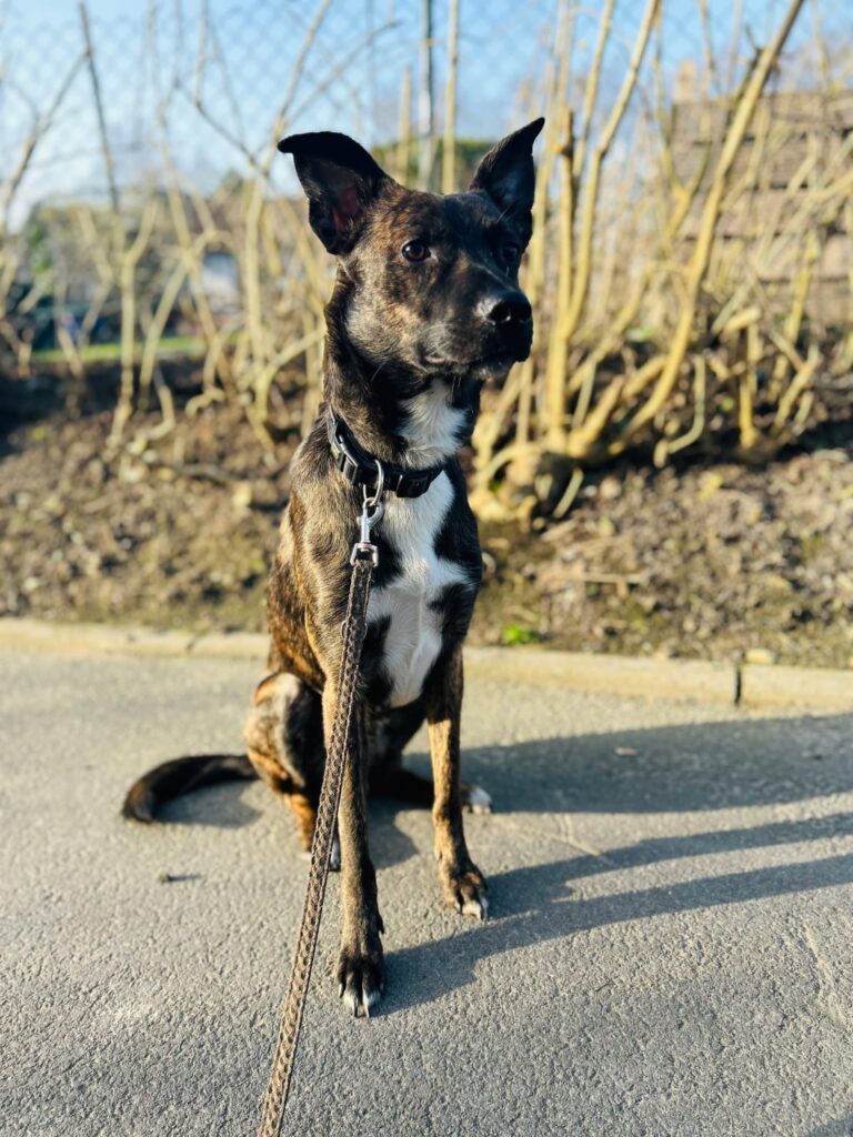 Cooper 2 Tierheim Hattersheim - PHOTO 2026 03 14 12 33 15