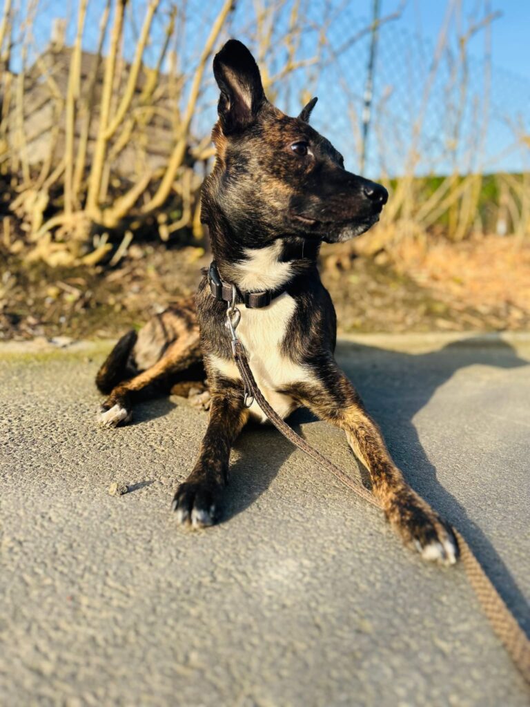 Cooper 1 Tierheim Hattersheim - PHOTO 2026 03 14 12 33 16 1