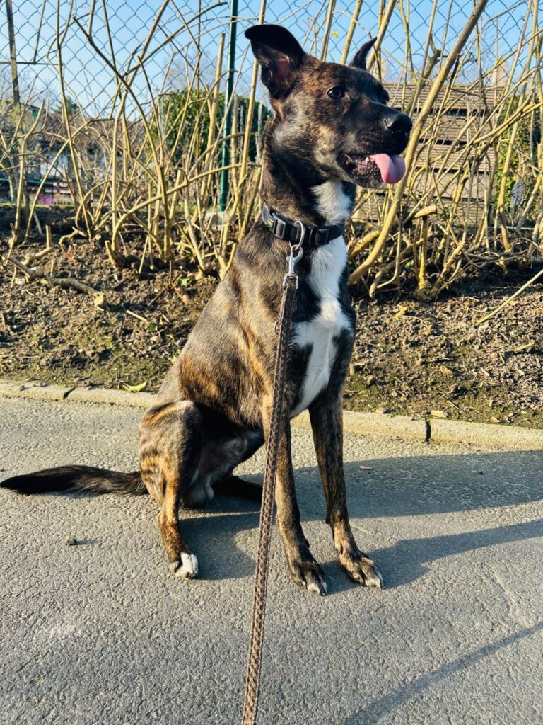 Cooper 3 Tierheim Hattersheim - PHOTO 2026 03 14 12 33 16 3