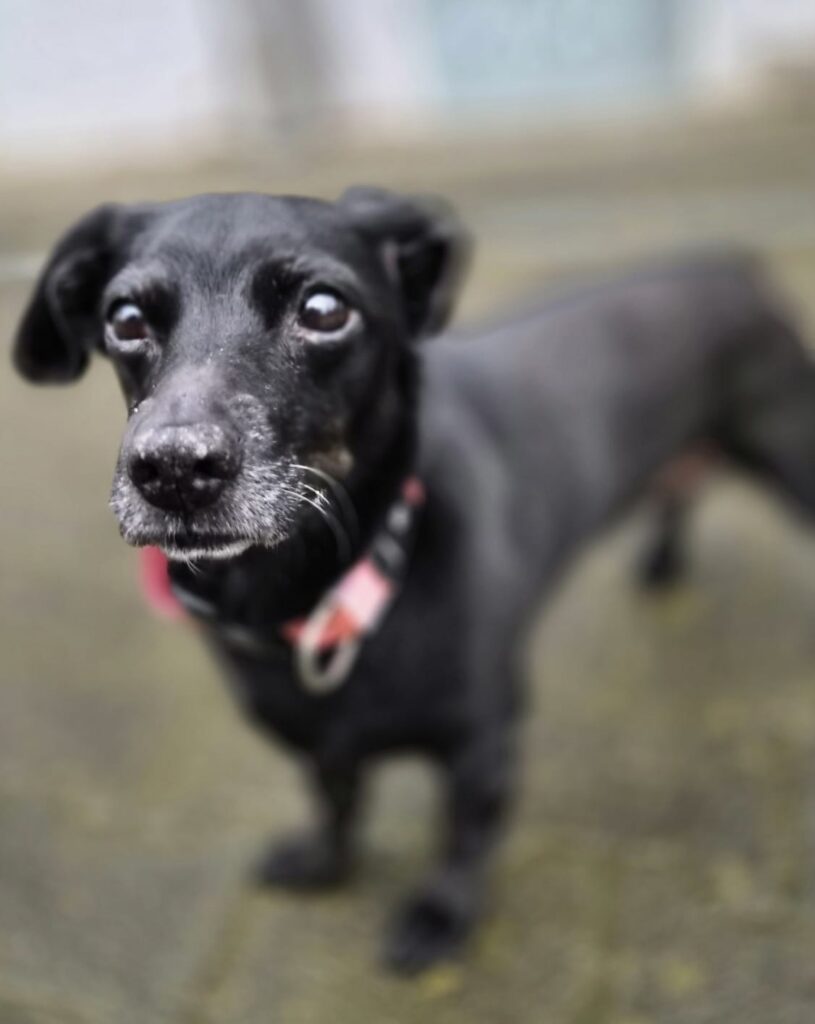 Tierheim Hattersheim - PHOTO 2026 03 19 12 54 24 2 1