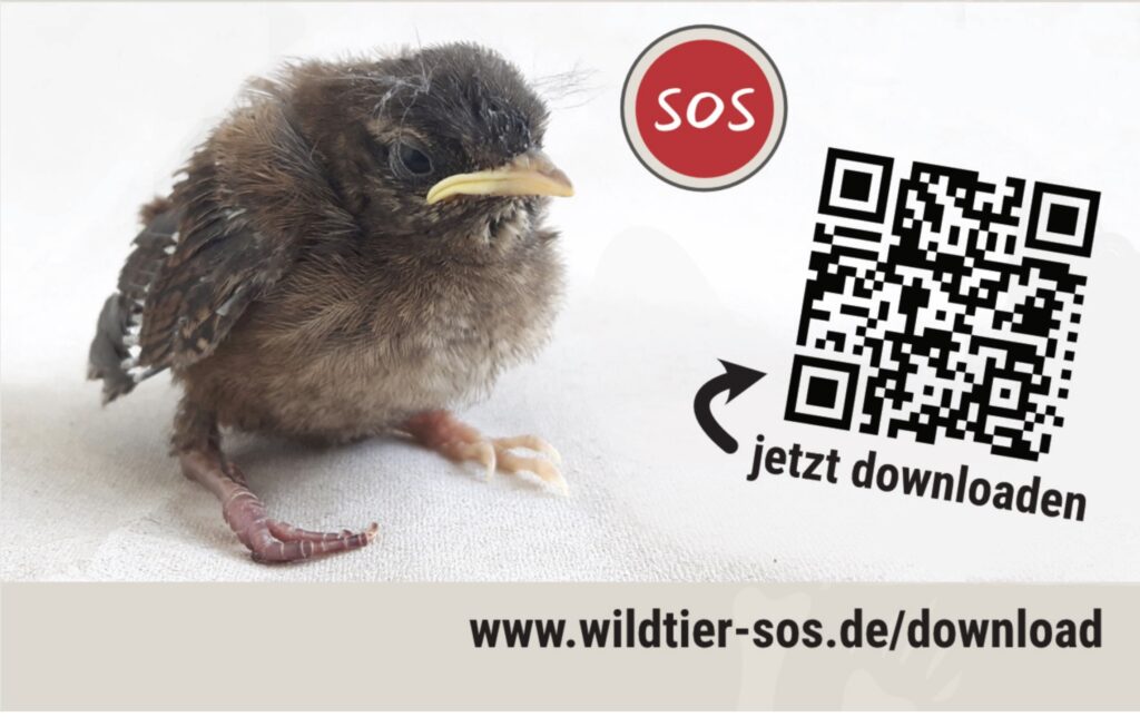 Tierheim Hattersheim - IMG 8331