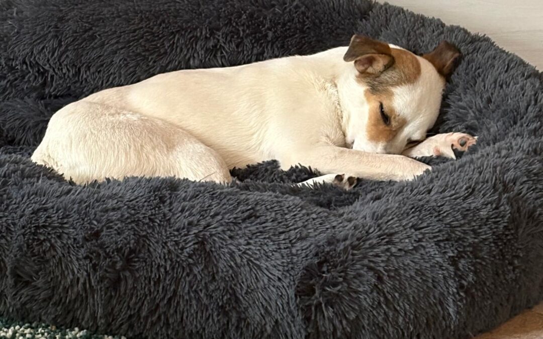 Gina/ nicht im Tierheim