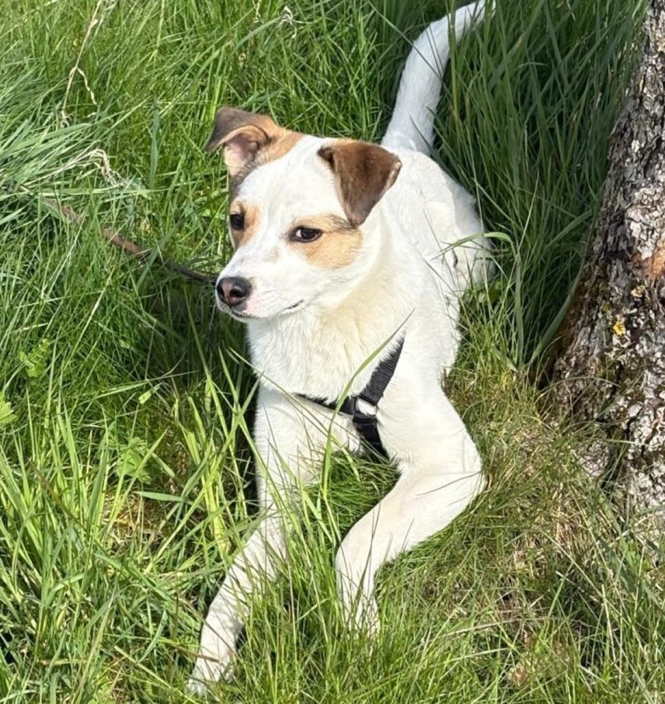 Tierheim Hattersheim - IMG 8426