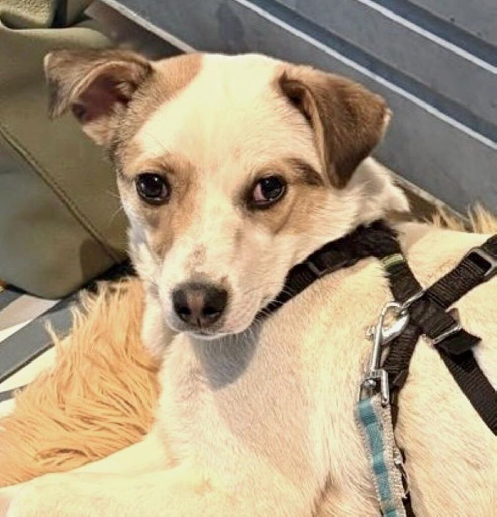 Tierheim Hattersheim - IMG 8427