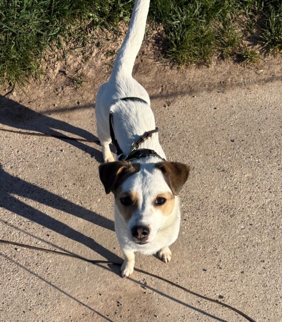 Tierheim Hattersheim - IMG 8428