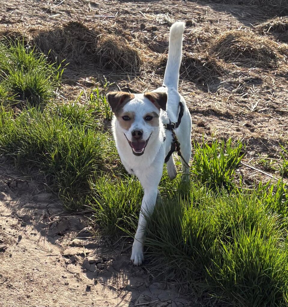 Tierheim Hattersheim - IMG 8429