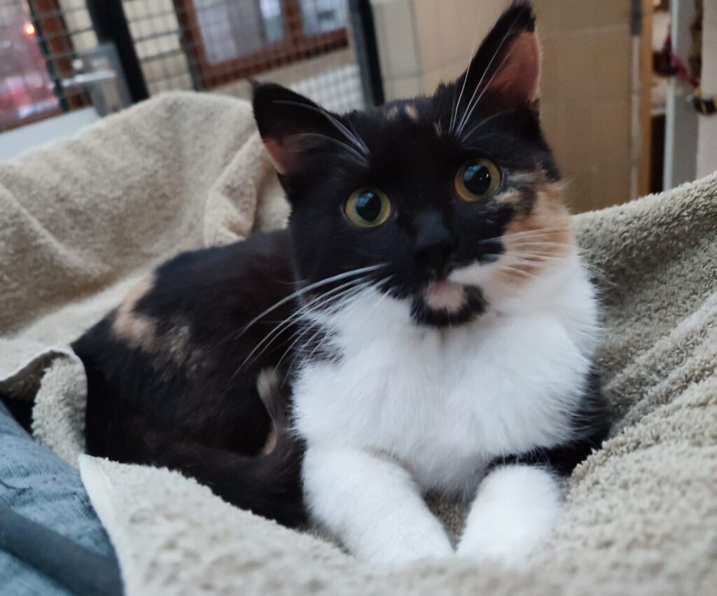 Tierheim Hattersheim - PHOTO 2026 04 02 14 09 39